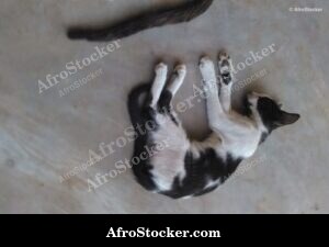 Cat Sleeping On African Terrace