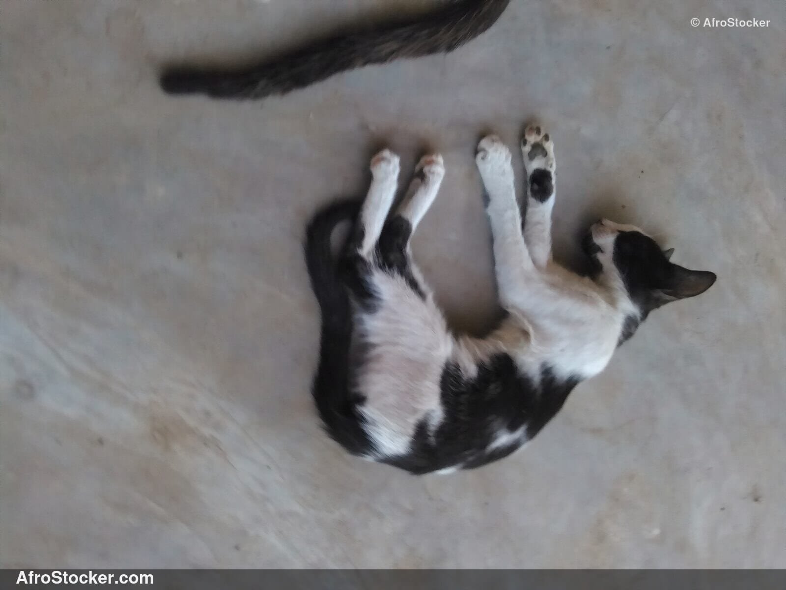 Cat Sleeping On African Terrace | AfroStocker