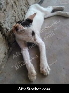 Cat Sleeping South Saharan Terrace