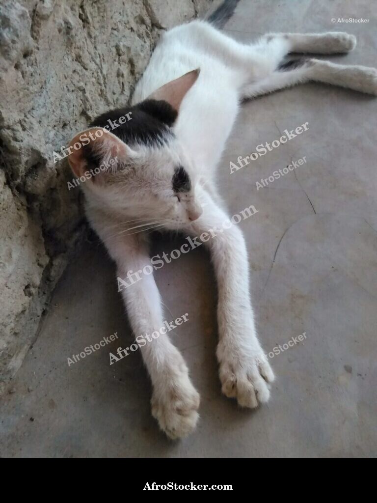 Cat Sleeping South Saharan Terrace | AfroStocker