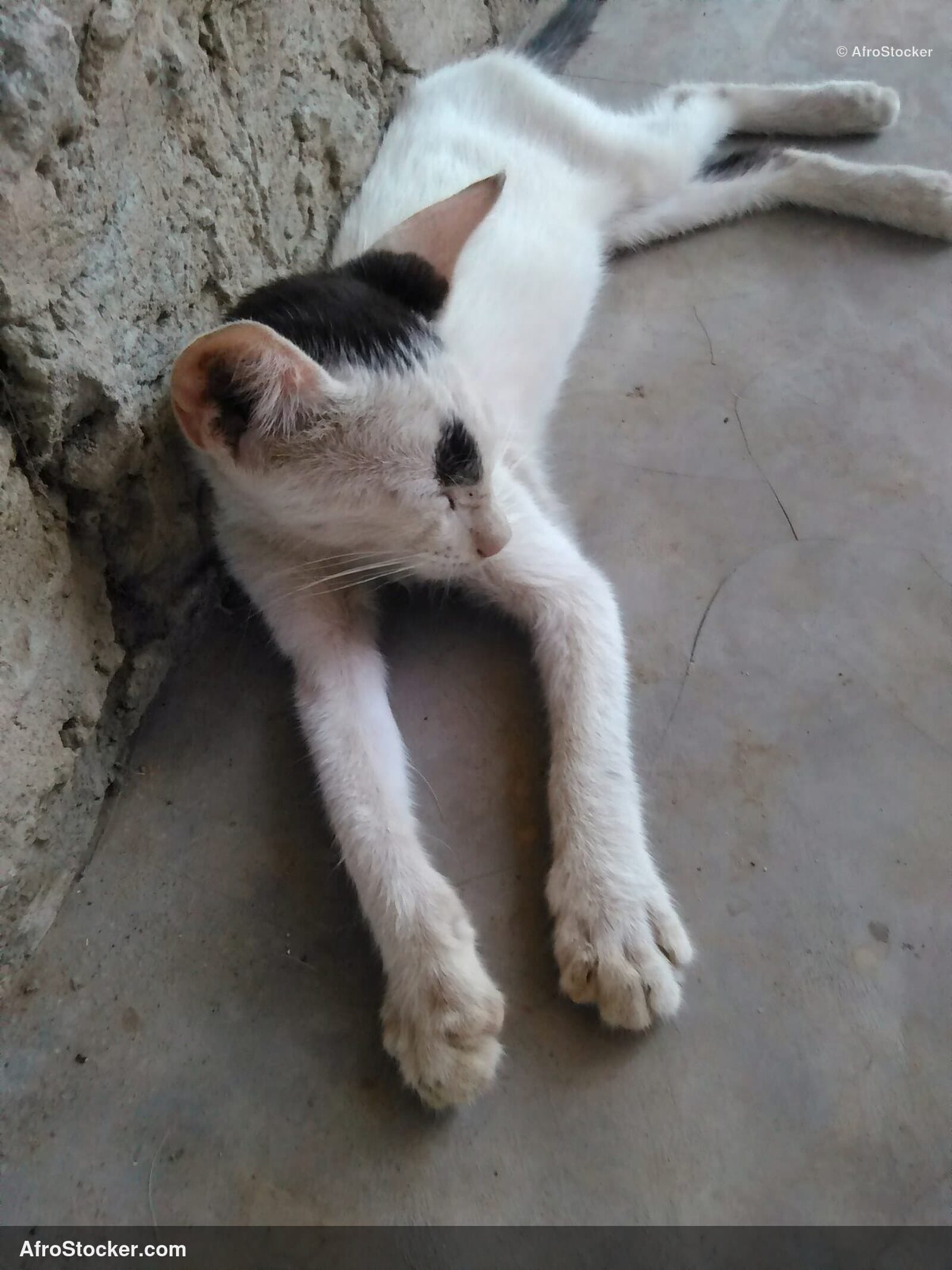 Cat Sleeping South Saharan Terrace | AfroStocker