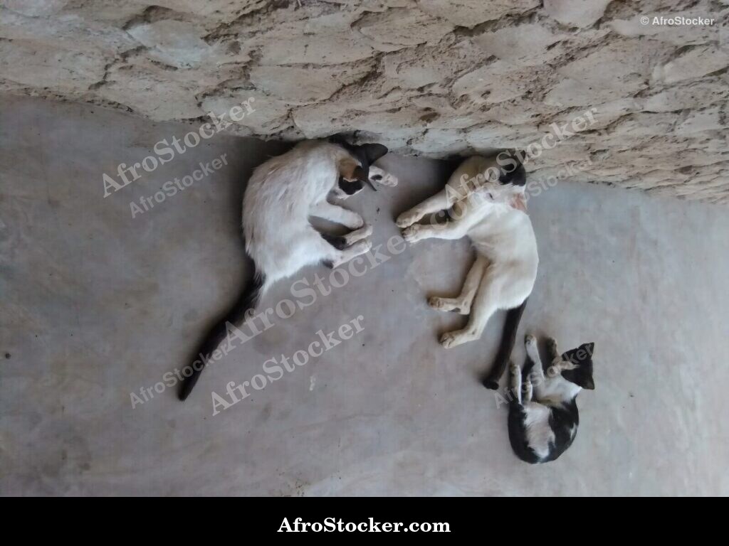 Sleeping Cat West Africa | AfroStocker
