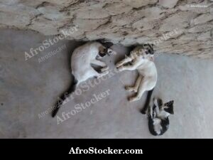 Sleeping Cat West Africa