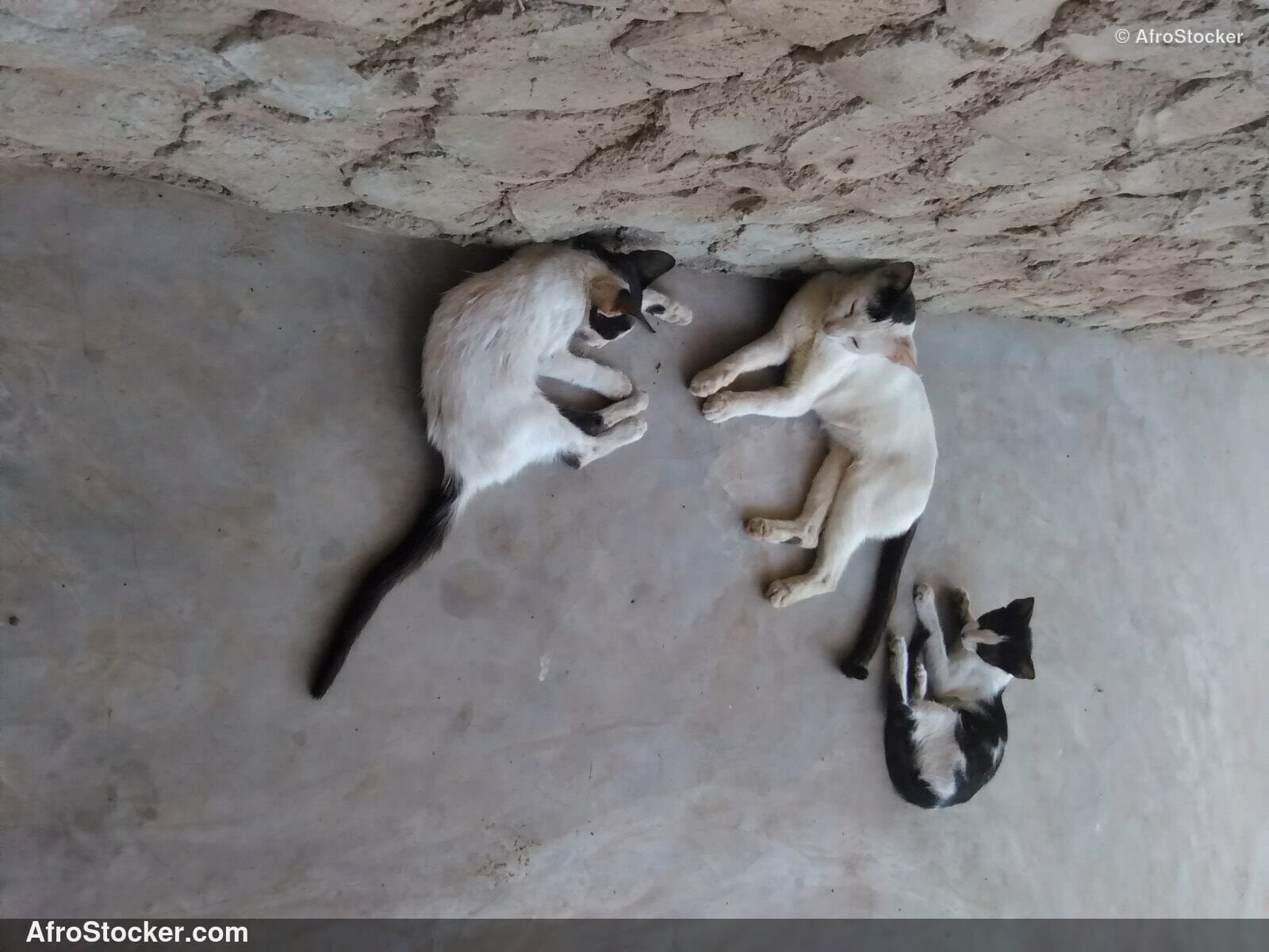 Sleeping Cat West Africa | AfroStocker