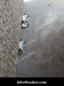 Cat Asleep On African Terrace