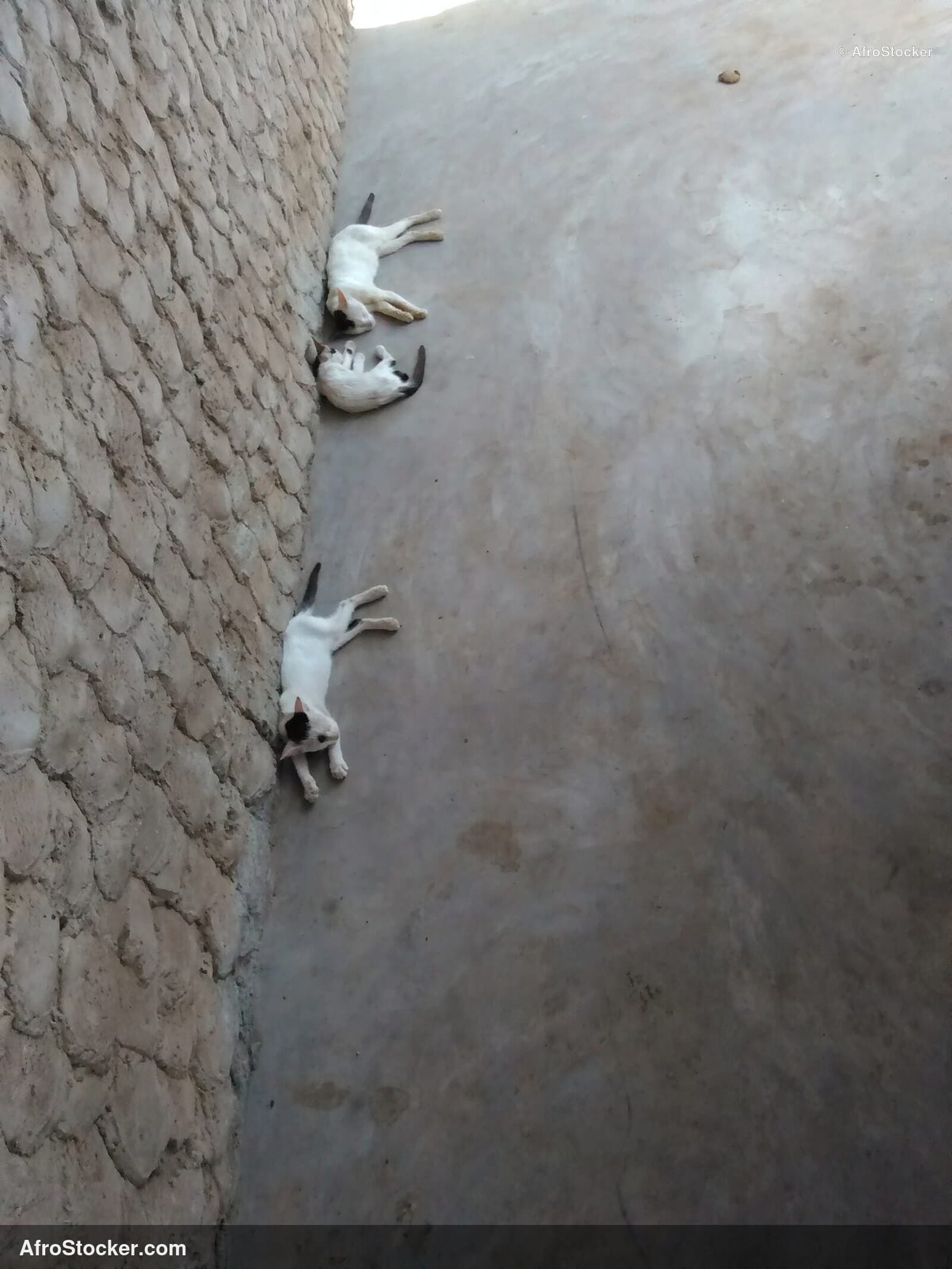 Cat Asleep On African Terrace | AfroStocker