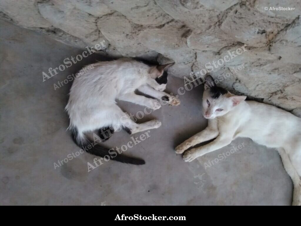 Cat Asleep Sub-Saharan Africa | AfroStocker
