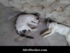 Cat Asleep Sub-Saharan Africa