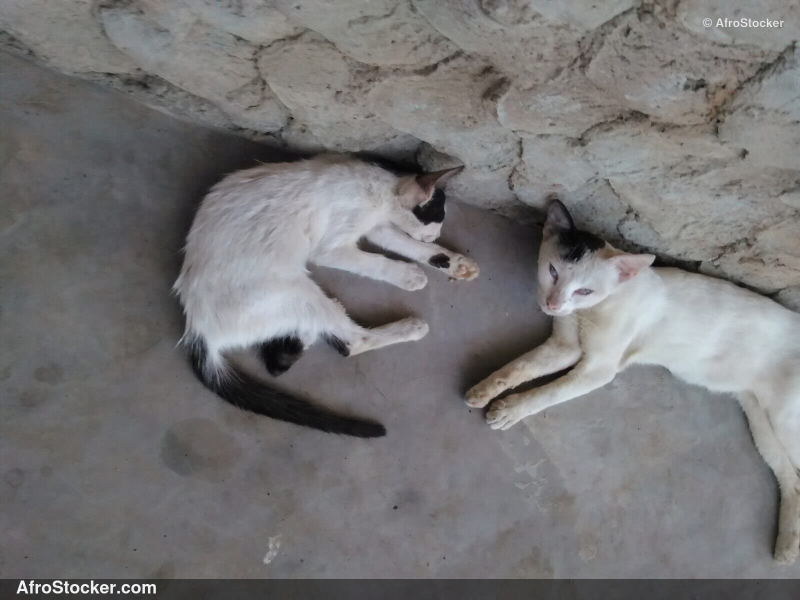 Cat Asleep Sub-Saharan Africa | AfroStocker