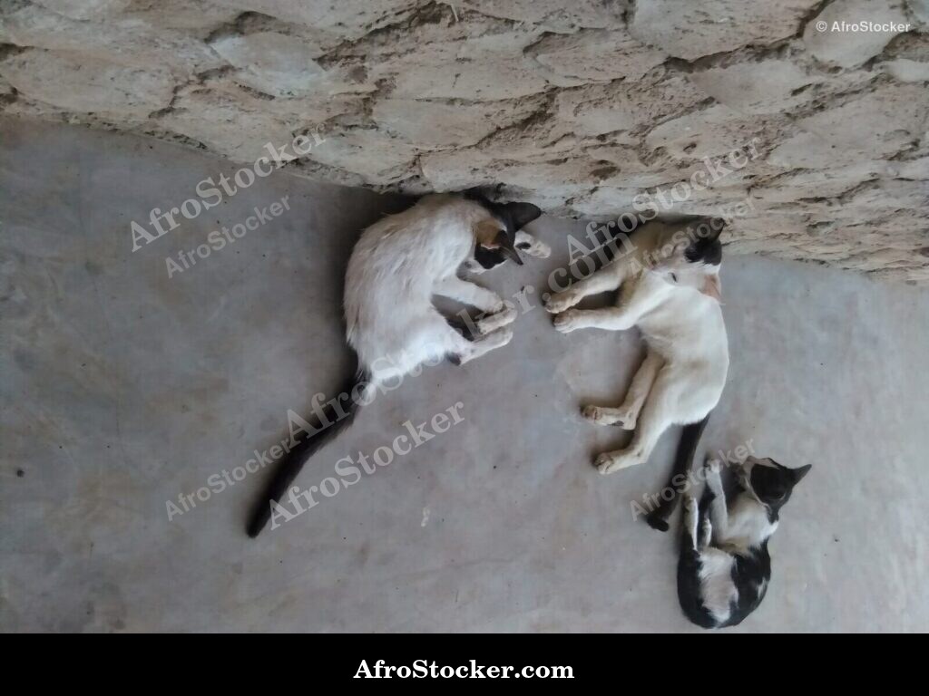 Cat Asleep In African Village | AfroStocker