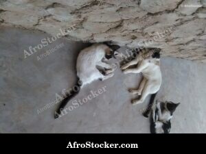 Cat Asleep In African Village