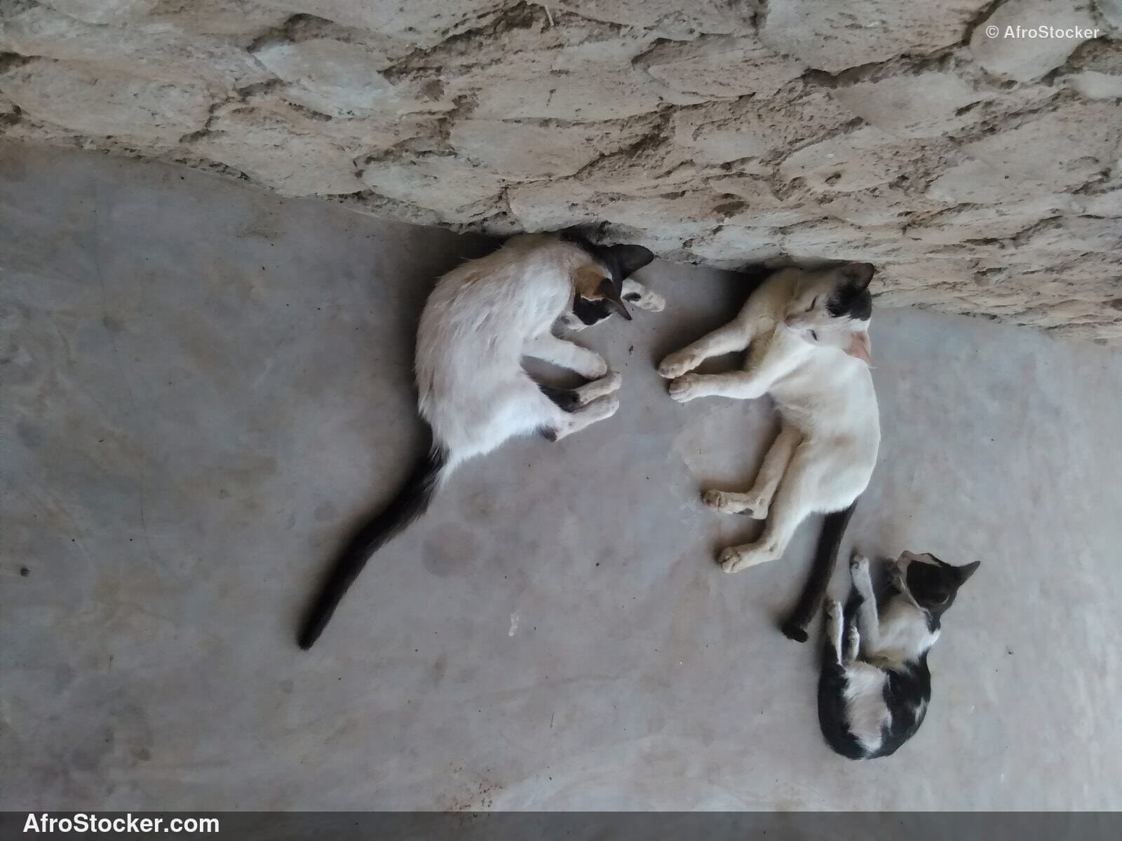 Cat Asleep In African Village | AfroStocker