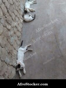 Cat Asleep West Africa Terrace