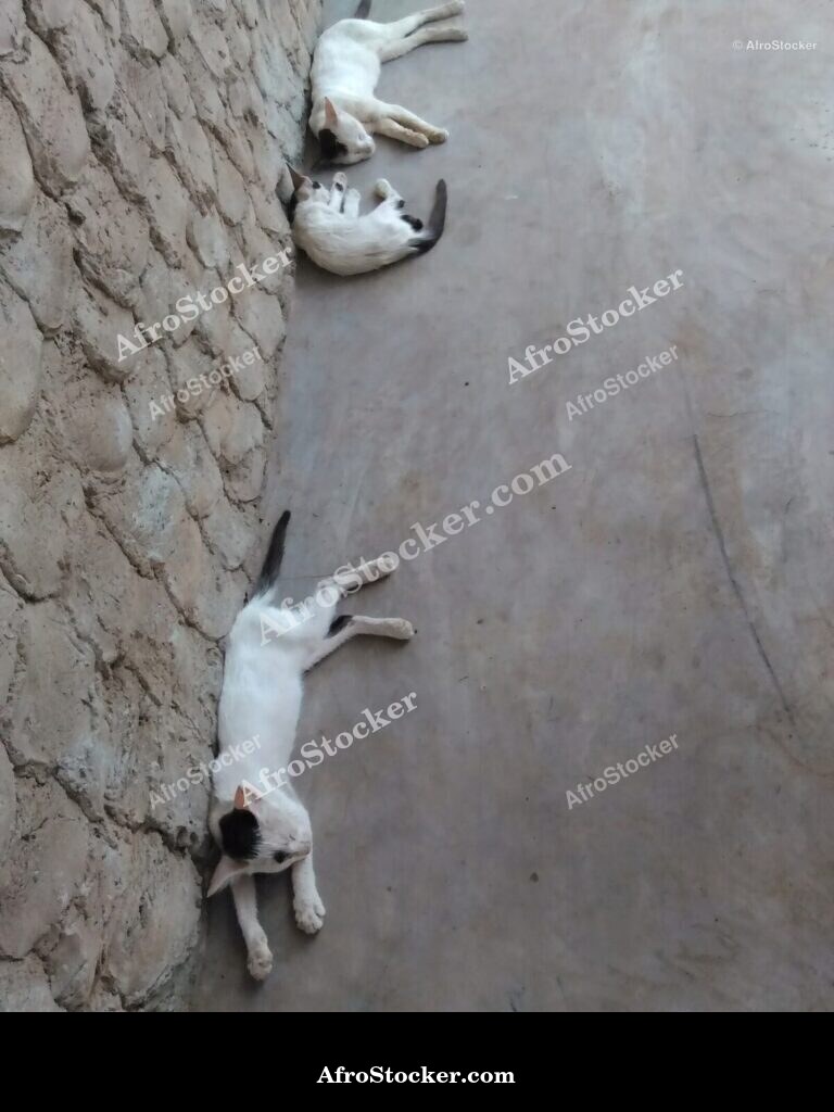 Cat Asleep West Africa Terrace | AfroStocker