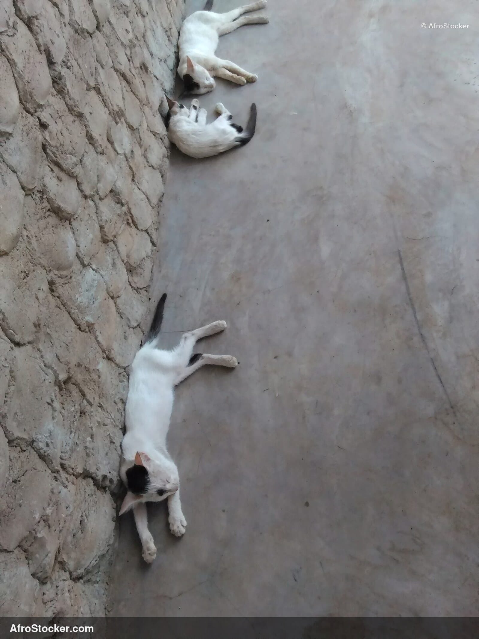 Cat Asleep West Africa Terrace | AfroStocker