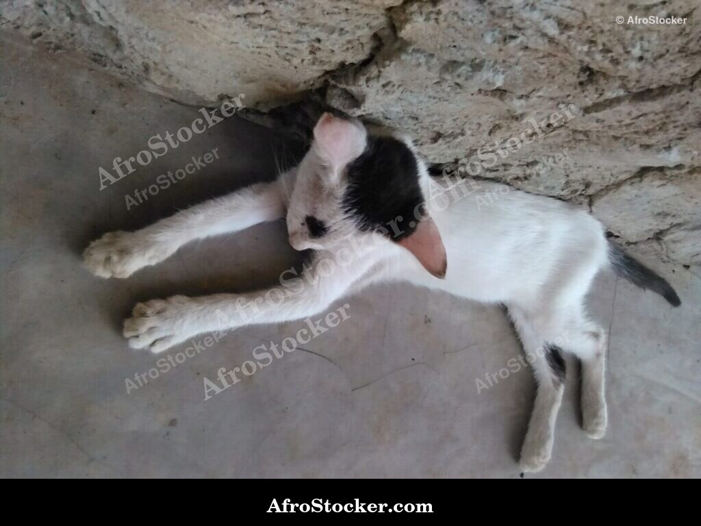 Cat Asleep South Saharan Terrace | AfroStocker