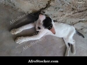 Cat Asleep South Saharan Terrace