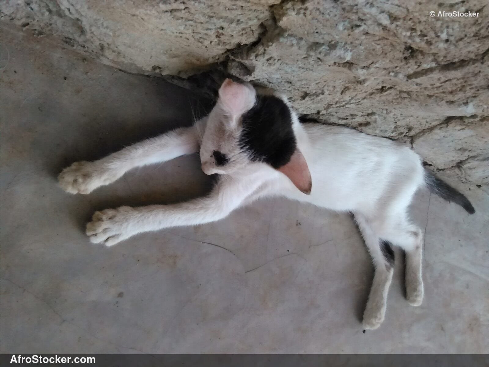 Cat Asleep South Saharan Terrace | AfroStocker