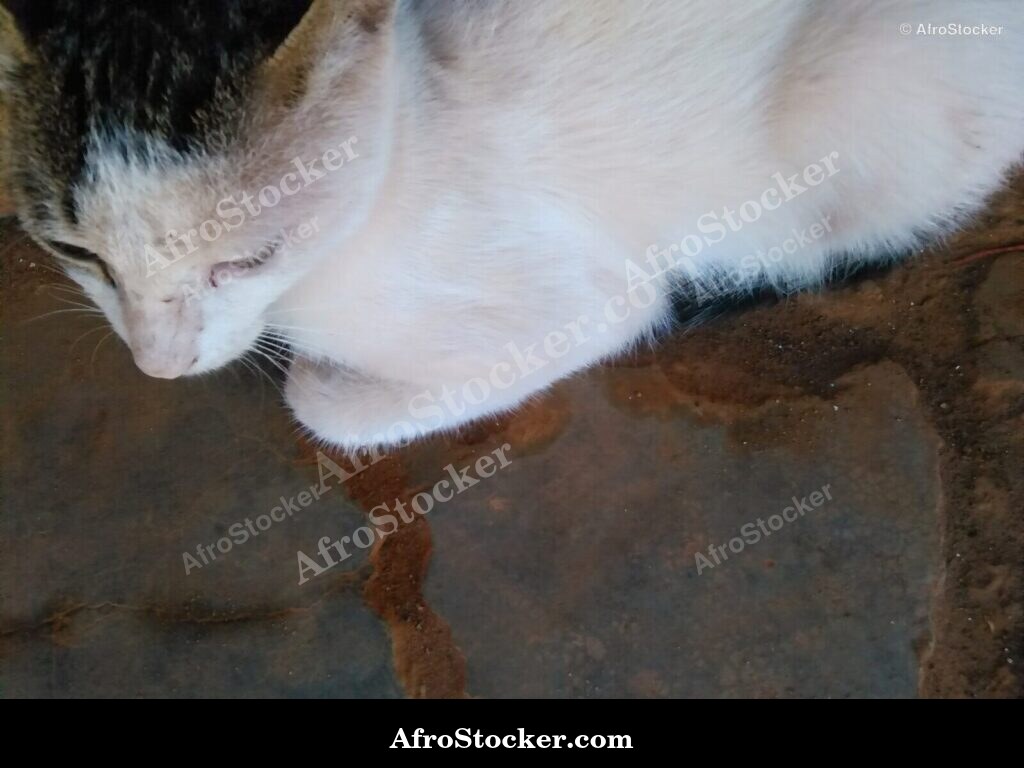 Cat And African Rooftops | AfroStocker