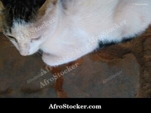 Cat And African Rooftops