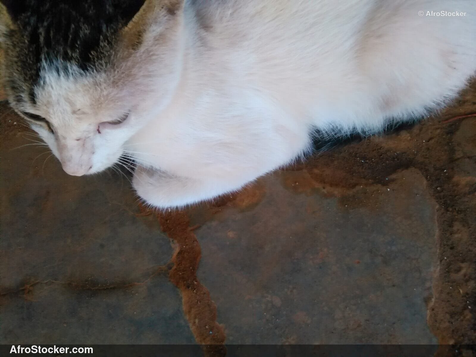 Cat And African Rooftops | AfroStocker