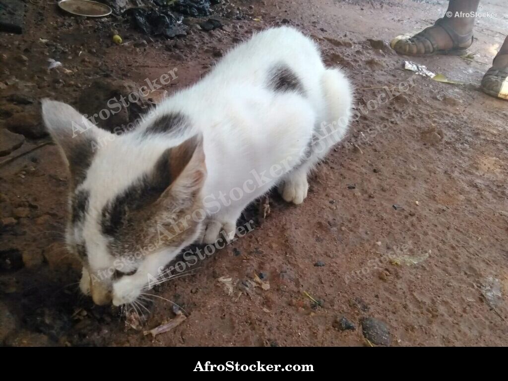 Cat Hunting Instinct | AfroStocker