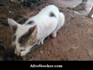 Cat Hunting Instinct