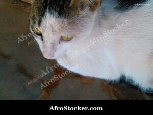 Black Cat African Terrace