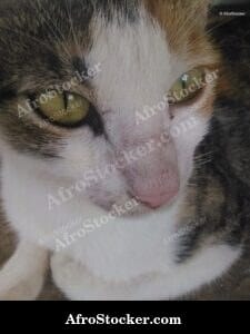 Cat At African Oasis Dusk