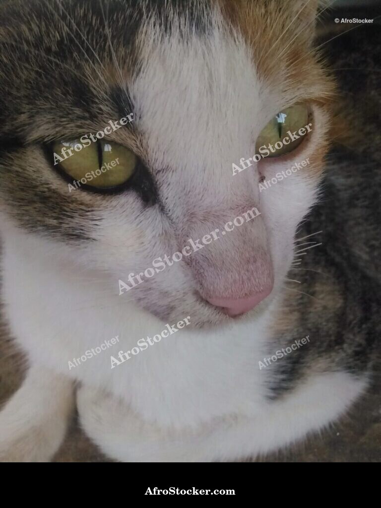 Cat At African Oasis Dusk | AfroStocker