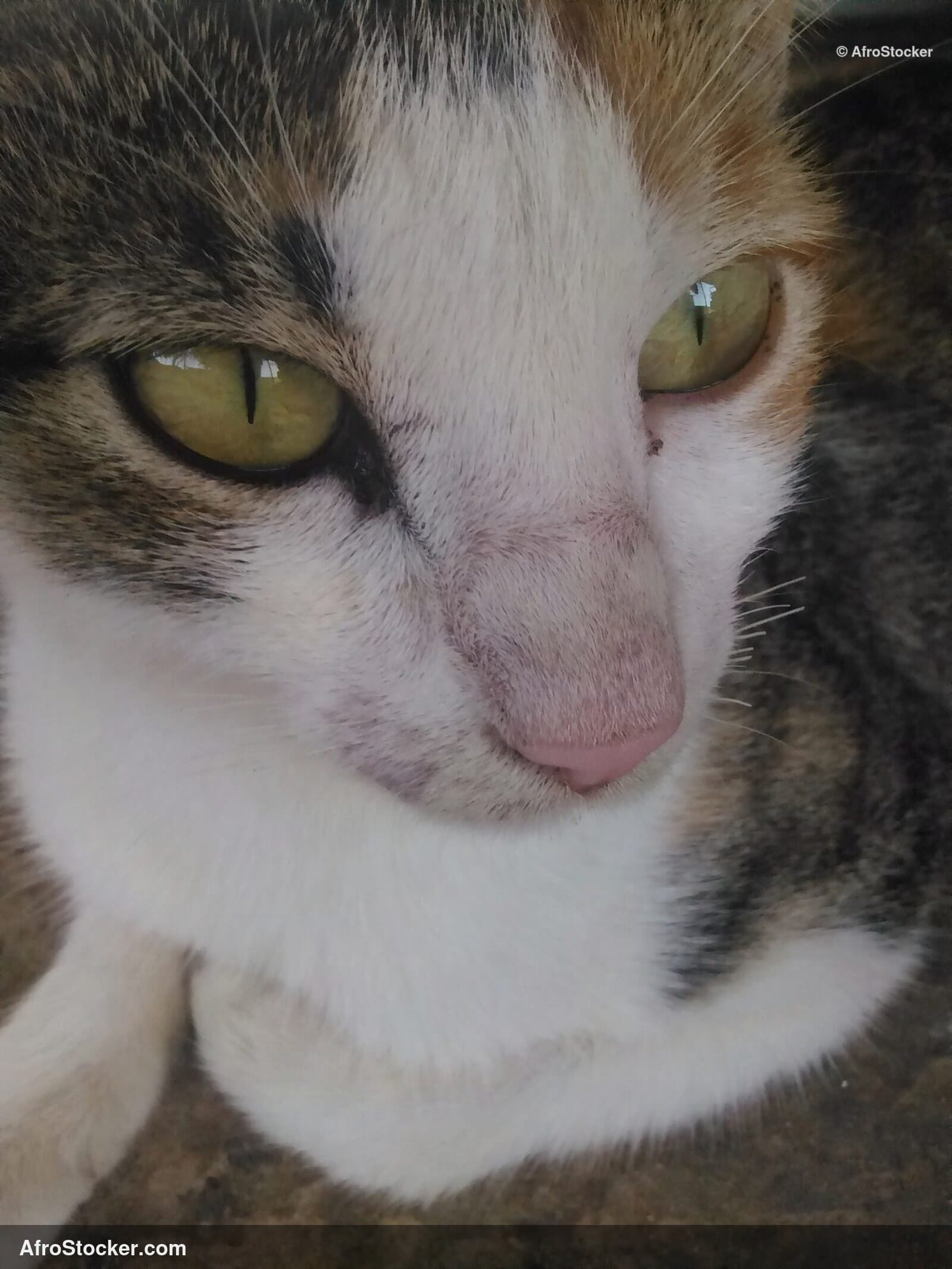 Cat At African Oasis Dusk | AfroStocker