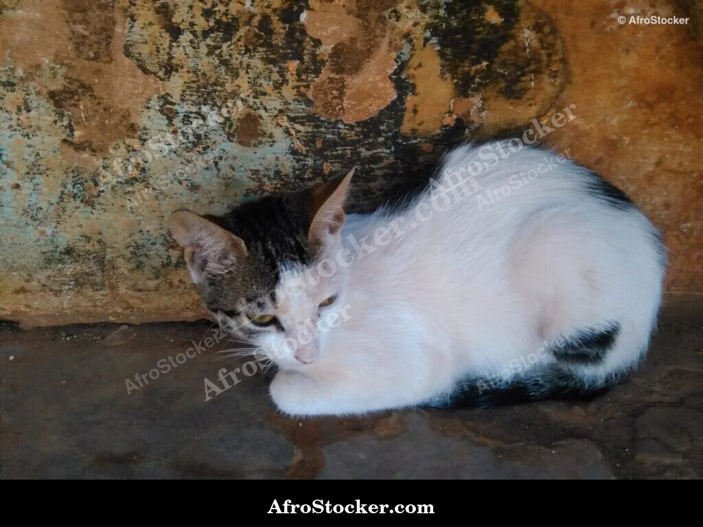 Cat Watching The Horizon | AfroStocker