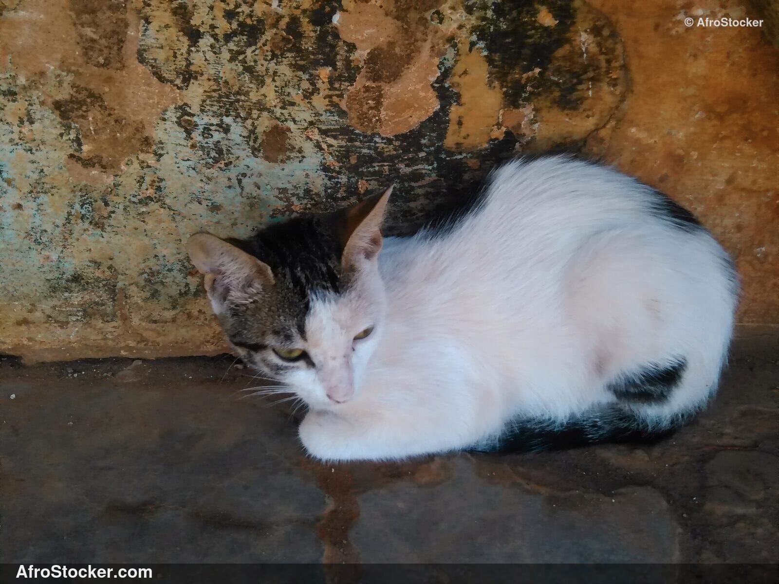 Cat Watching The Horizon | AfroStocker