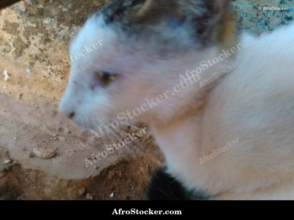 Cat Watching Over The Village | AfroStocker