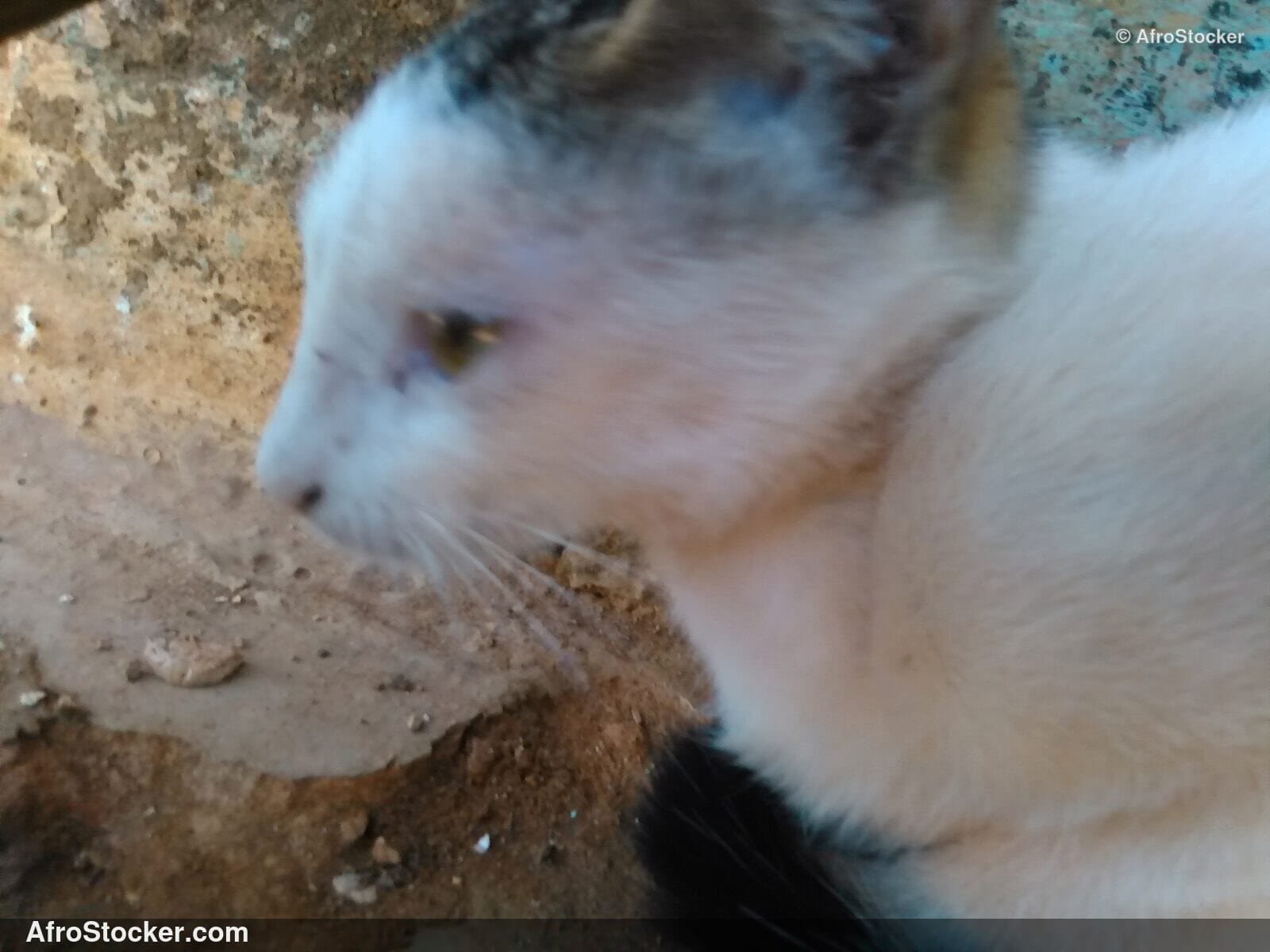 Cat Watching Over The Village | AfroStocker