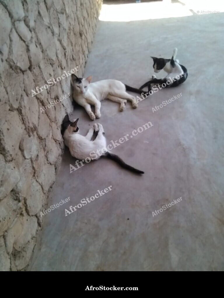 Peaceful Cat Africa | AfroStocker