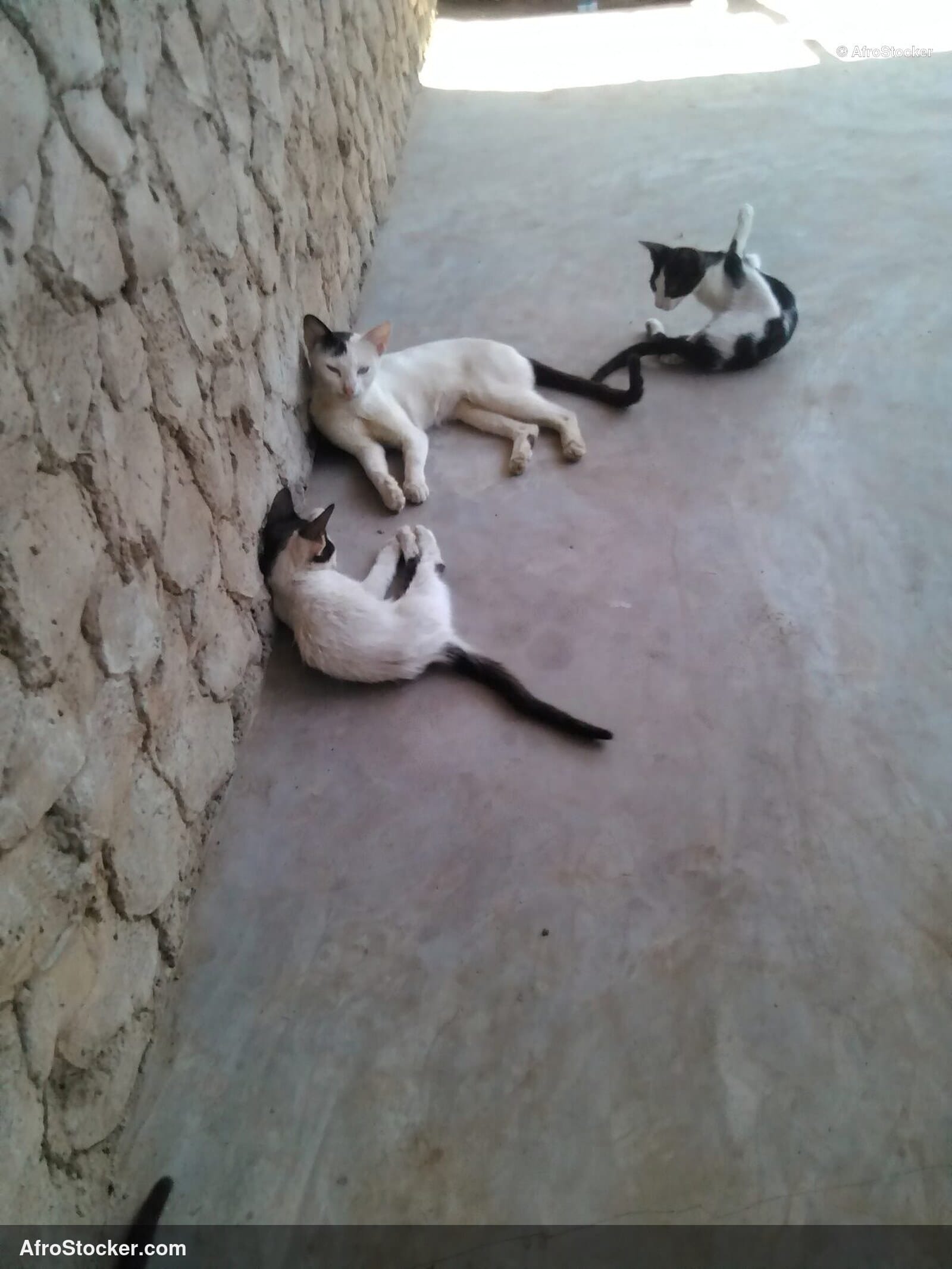 Peaceful Cat Africa | AfroStocker