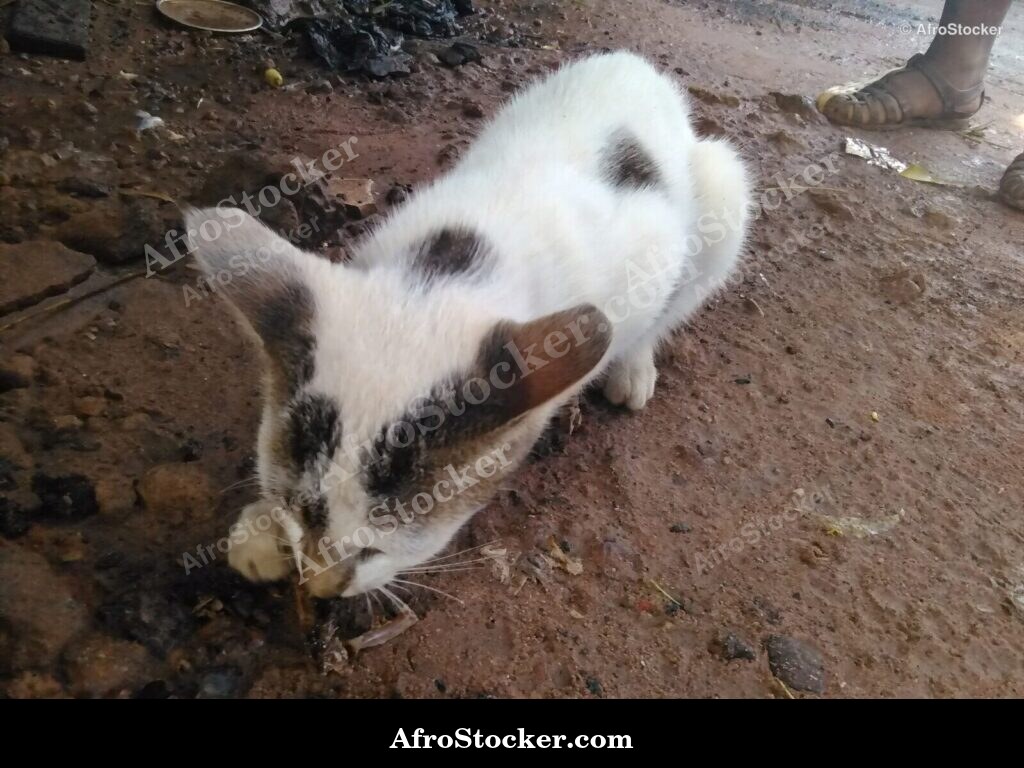 Discreet Predator Cat | AfroStocker