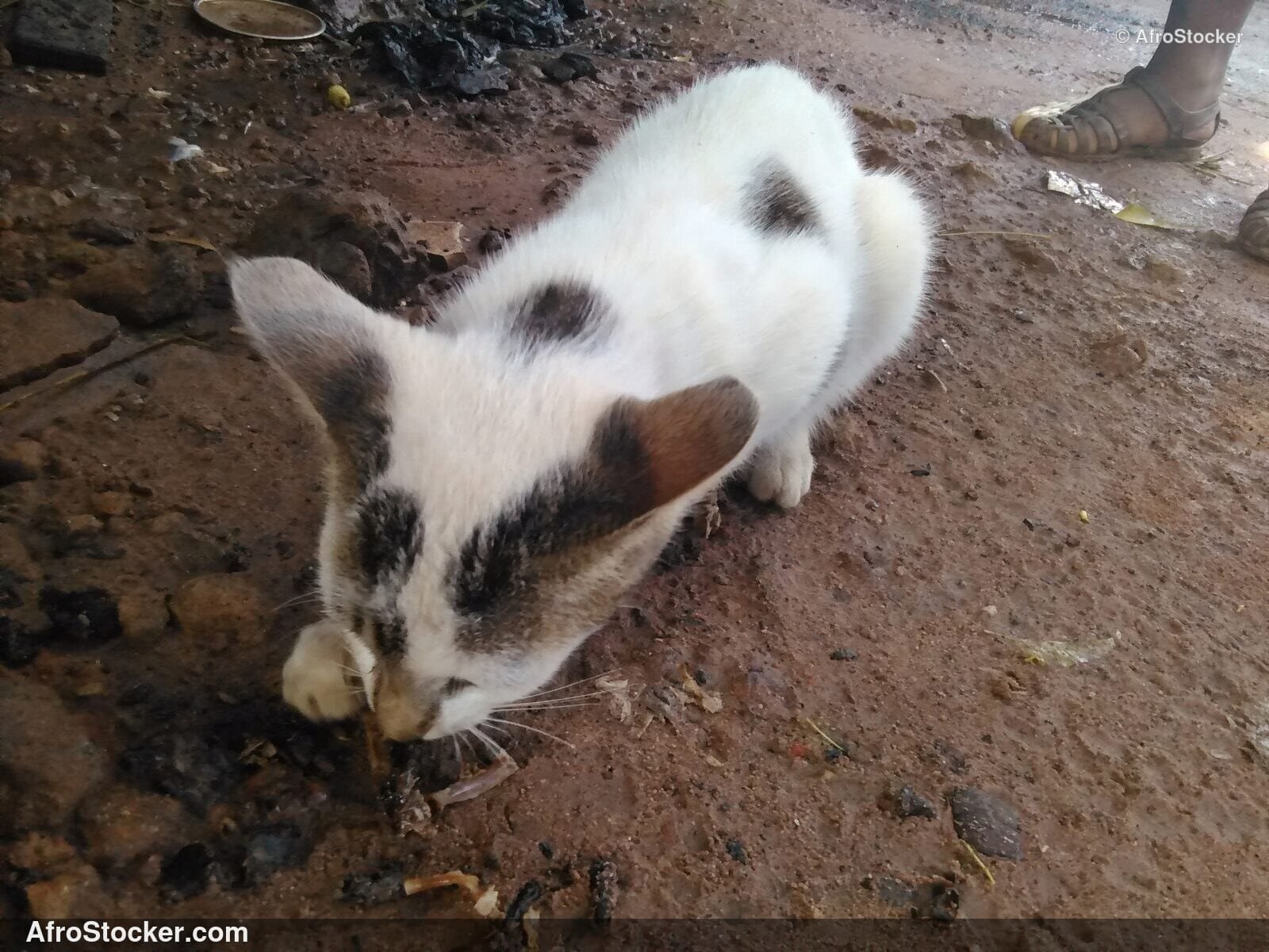 Discreet Predator Cat | AfroStocker