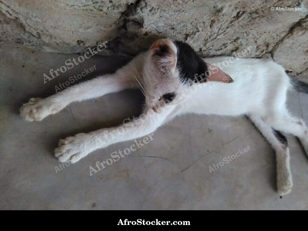 Cat At Rest West Africa | AfroStocker