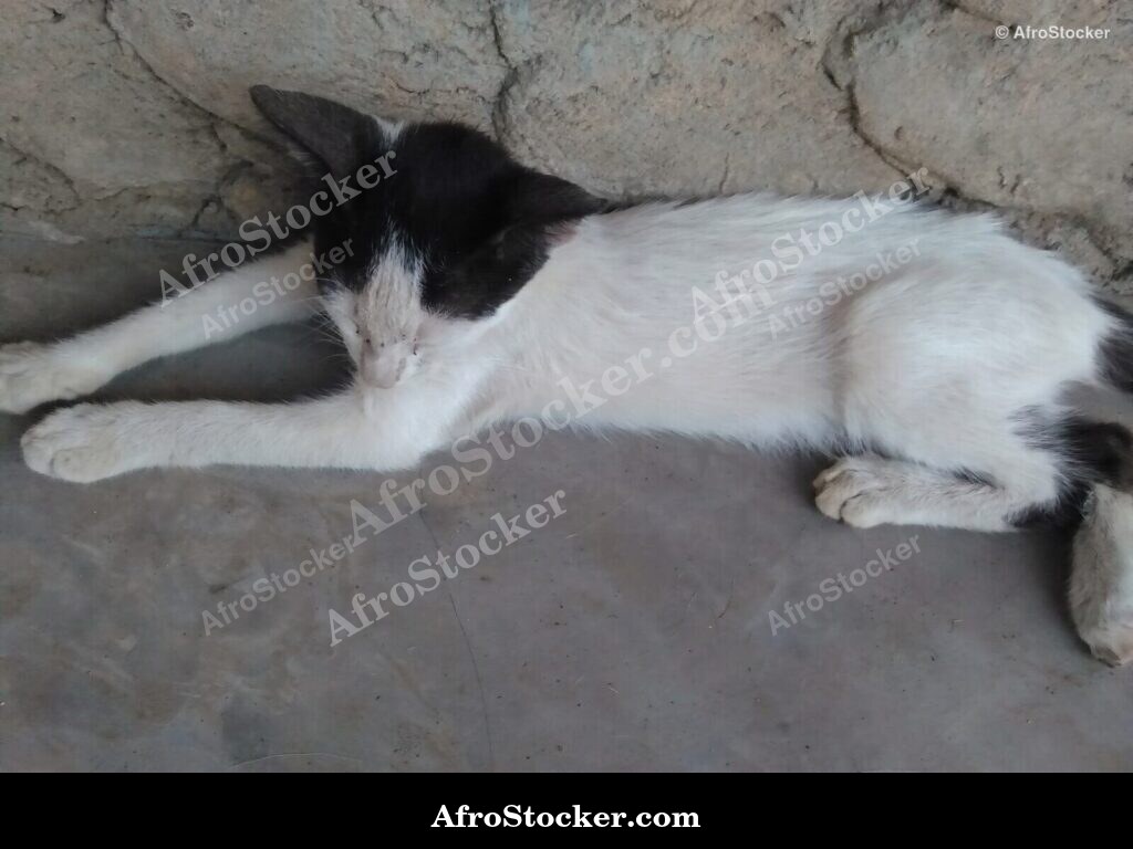 Peaceful Cat Rest Sub-Saharan Africa | AfroStocker