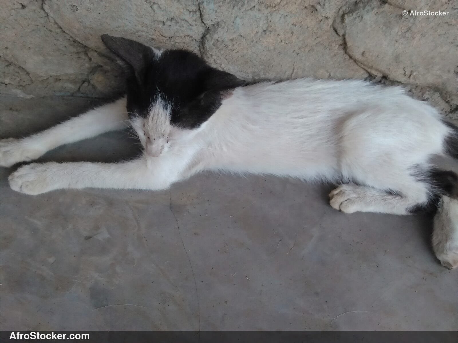 Peaceful Cat Rest Sub-Saharan Africa | AfroStocker