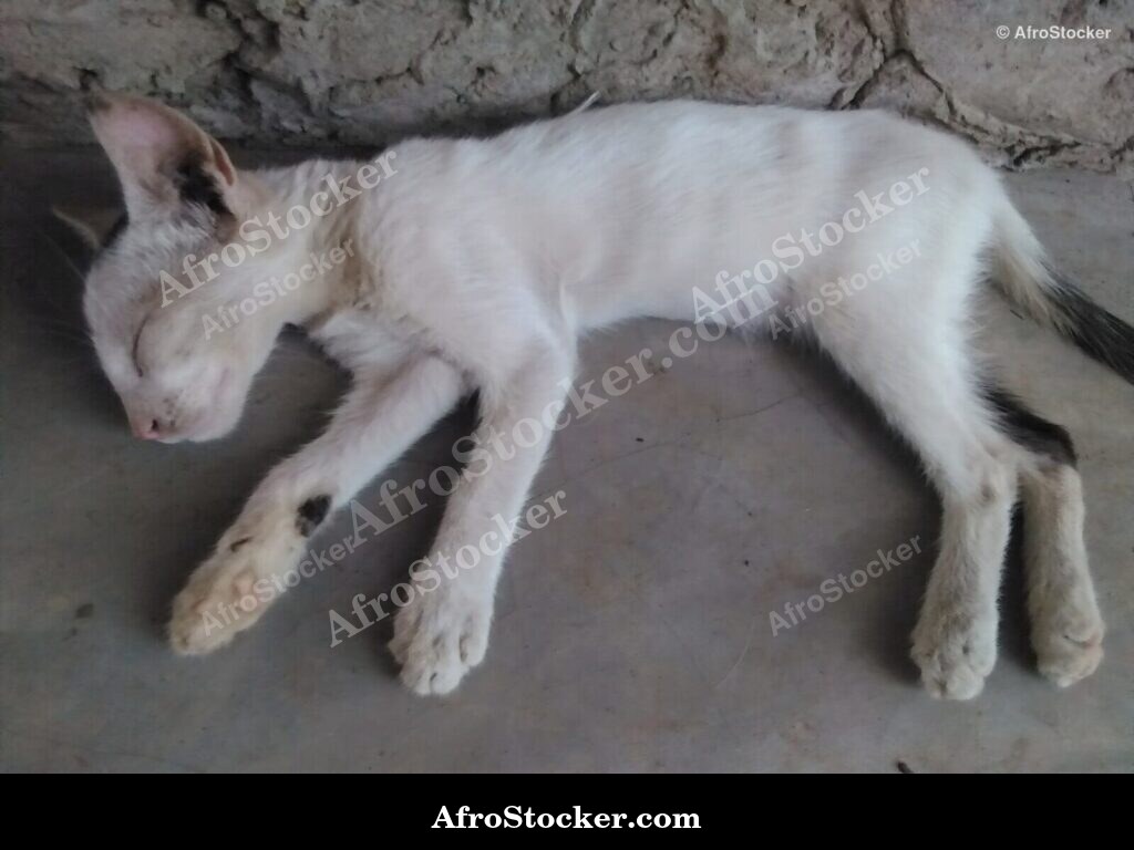 Cat Resting Under African Sky | AfroStocker