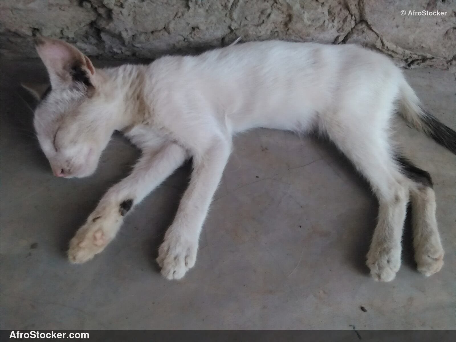 Cat Resting Under African Sky | AfroStocker