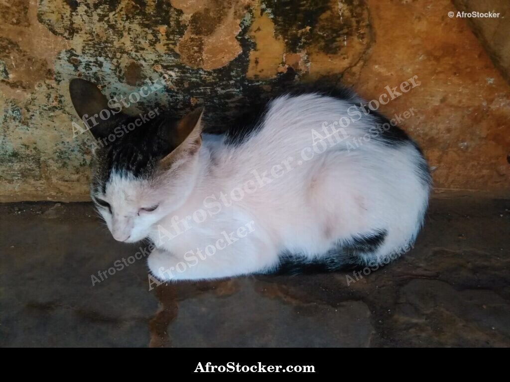 Cat Resting African Terrace | AfroStocker