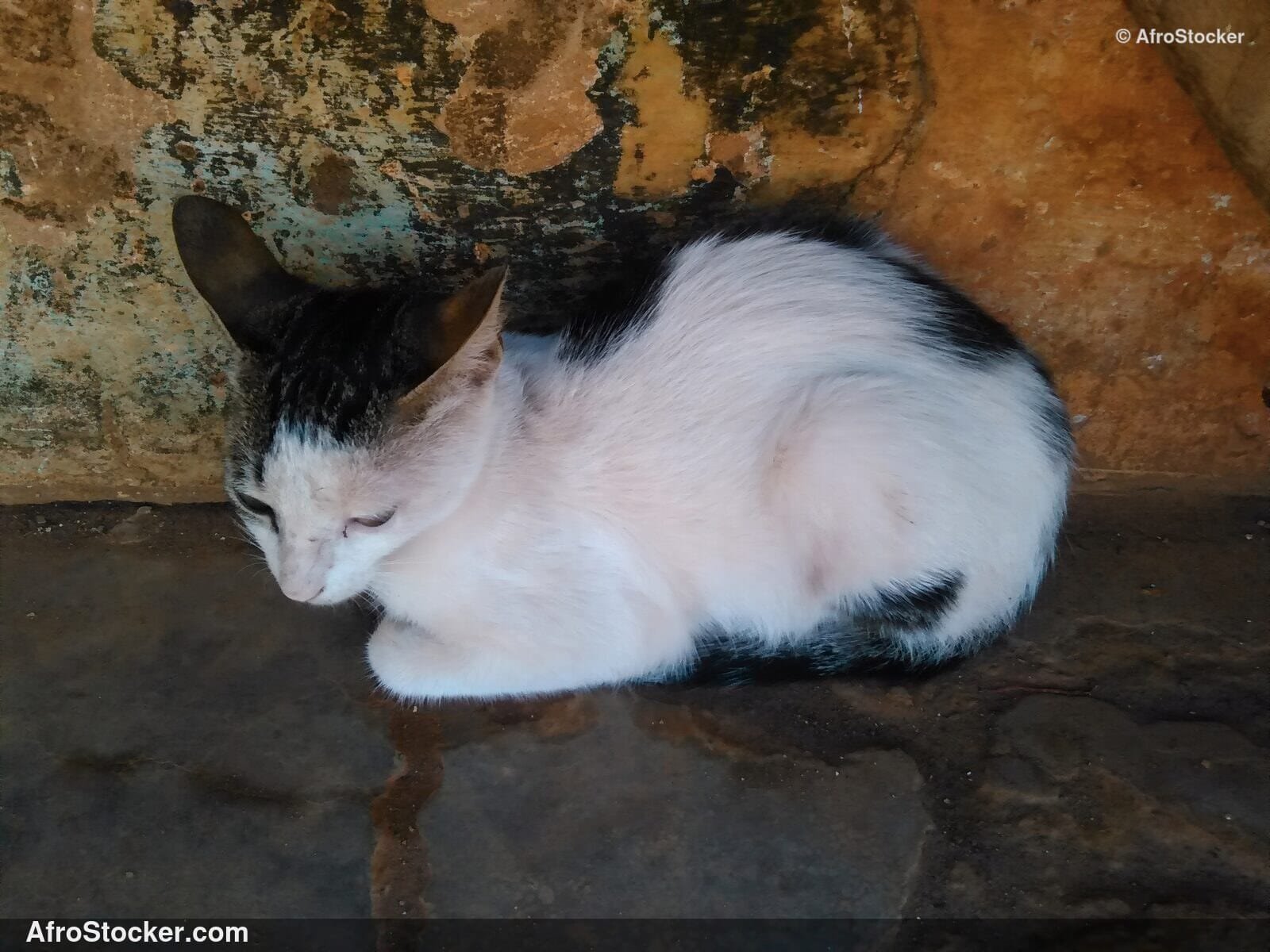 Cat Resting African Terrace | AfroStocker