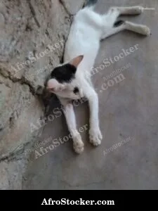 Cat Dreaming Sub-Saharan Africa