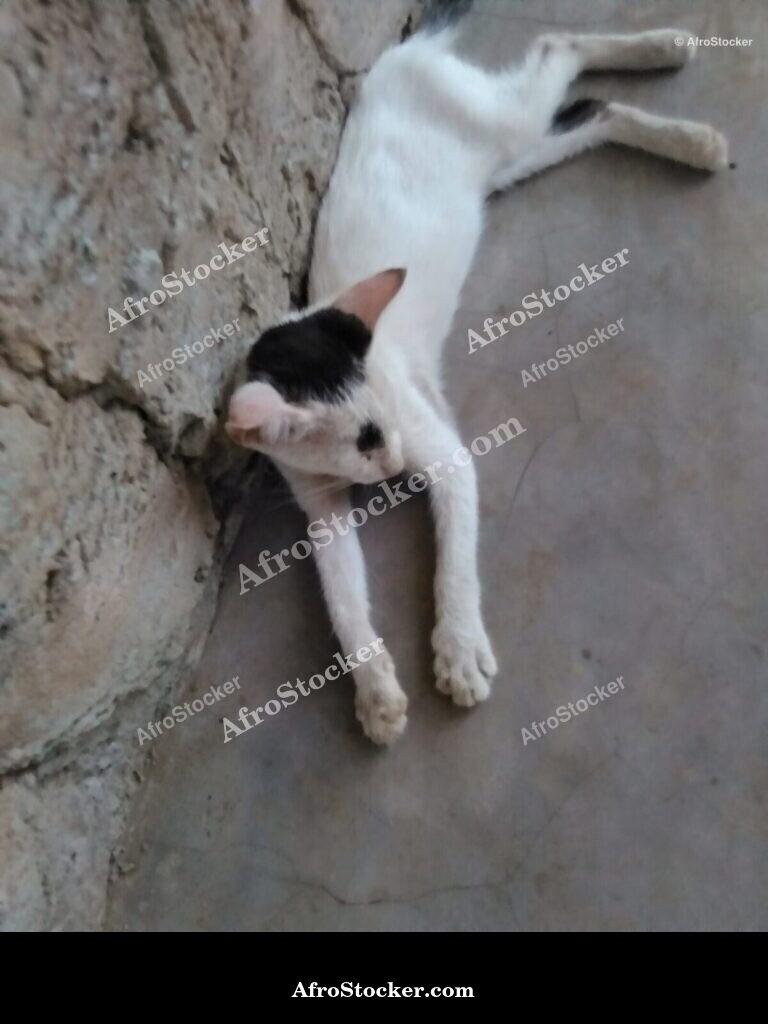 Cat Dreaming Sub-Saharan Africa | AfroStocker