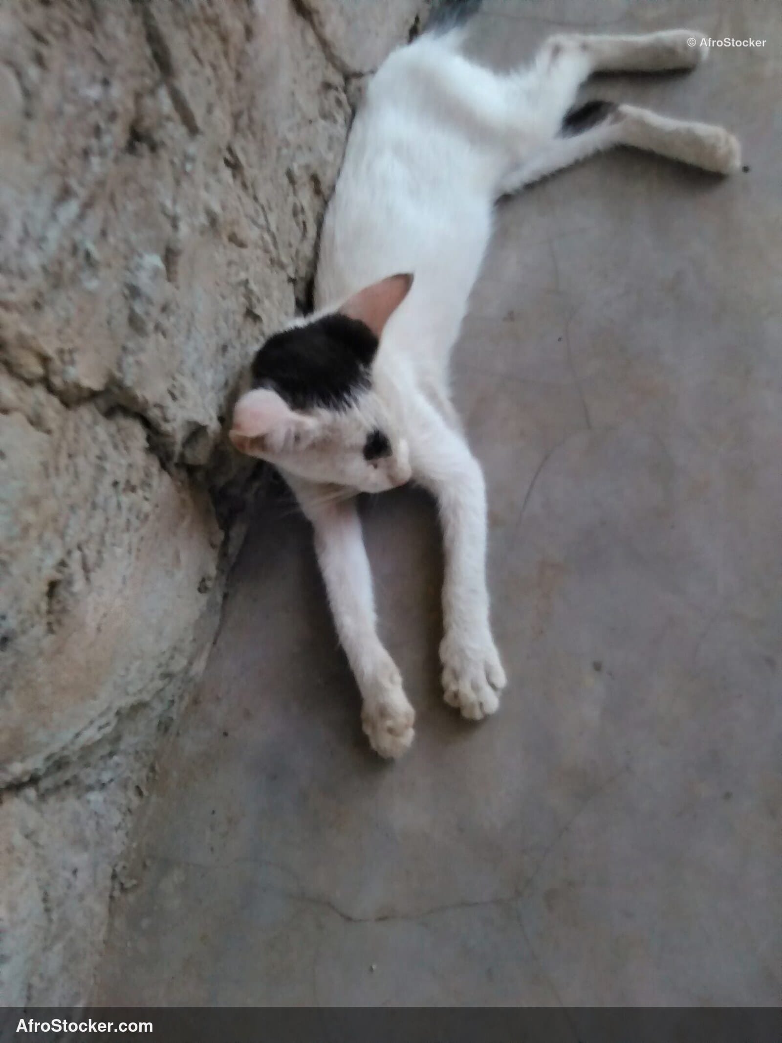 Cat Dreaming Sub-Saharan Africa | AfroStocker