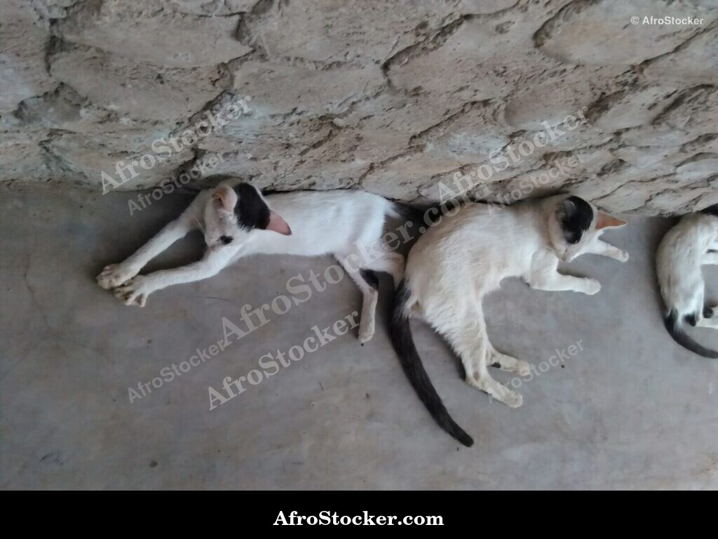 Cat Dreaming On African Terrace | AfroStocker